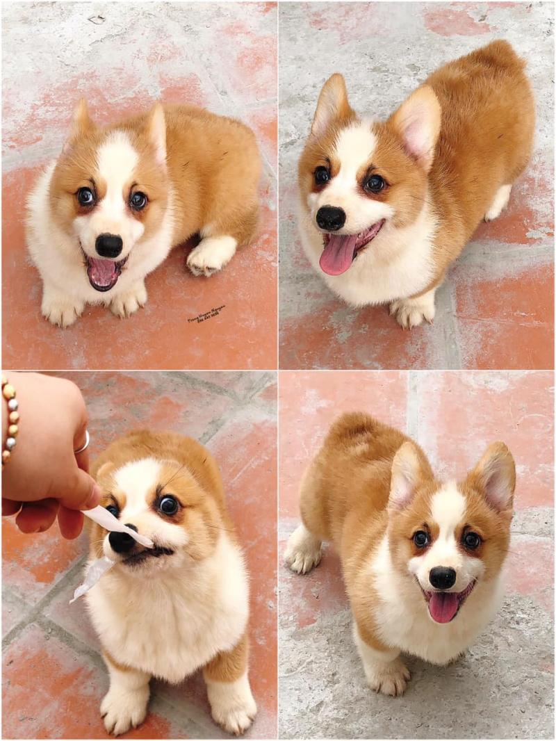 Bingo Corgi House