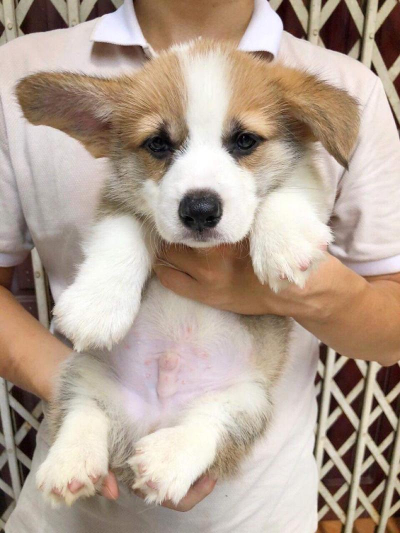 Furicious Corgi Kennel