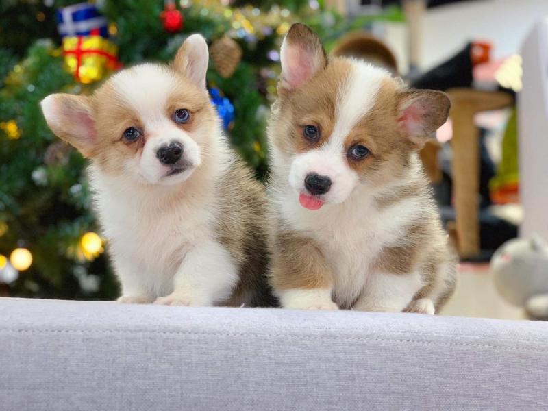 Mật Pet Family